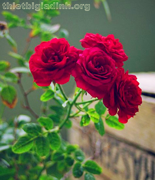 Hoa hồng đầy màu sắc và sống động trên hình nền hoa hồng 3D sẽ làm cho màn hình điện thoại của bạn trở nên đẹp hơn bao giờ hết. Tận hưởng nét đẹp tao nhã và tinh tế của hoa hồng trong thiết kế 3D đầy chất lượng.