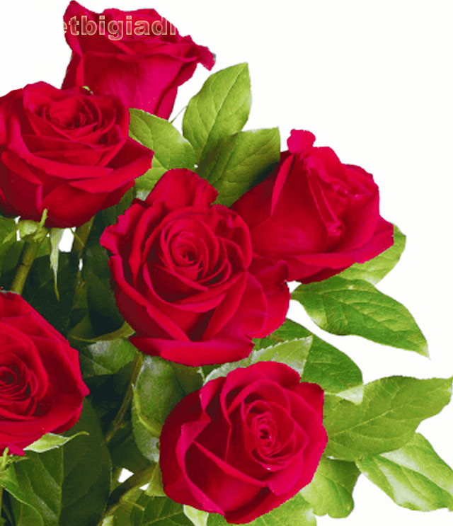 Tuyển tập 99 Lãng mạn ảnh hoa hồng đẹp 3D Để làm hình nền và dùng làm quà tặng